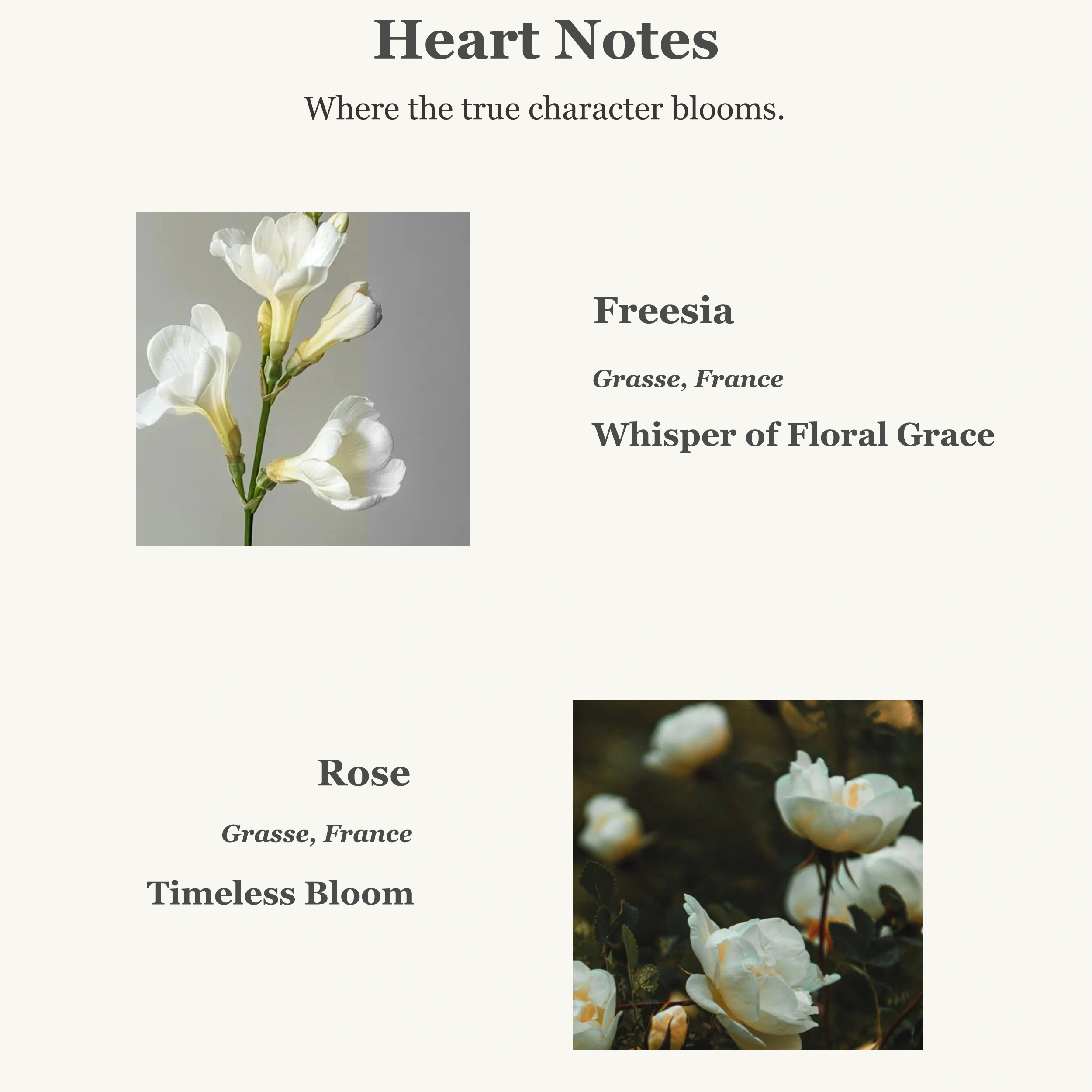 Perfume heart notes with freesia and rose from Grasse, France, offering floral grace and timeless bloom.