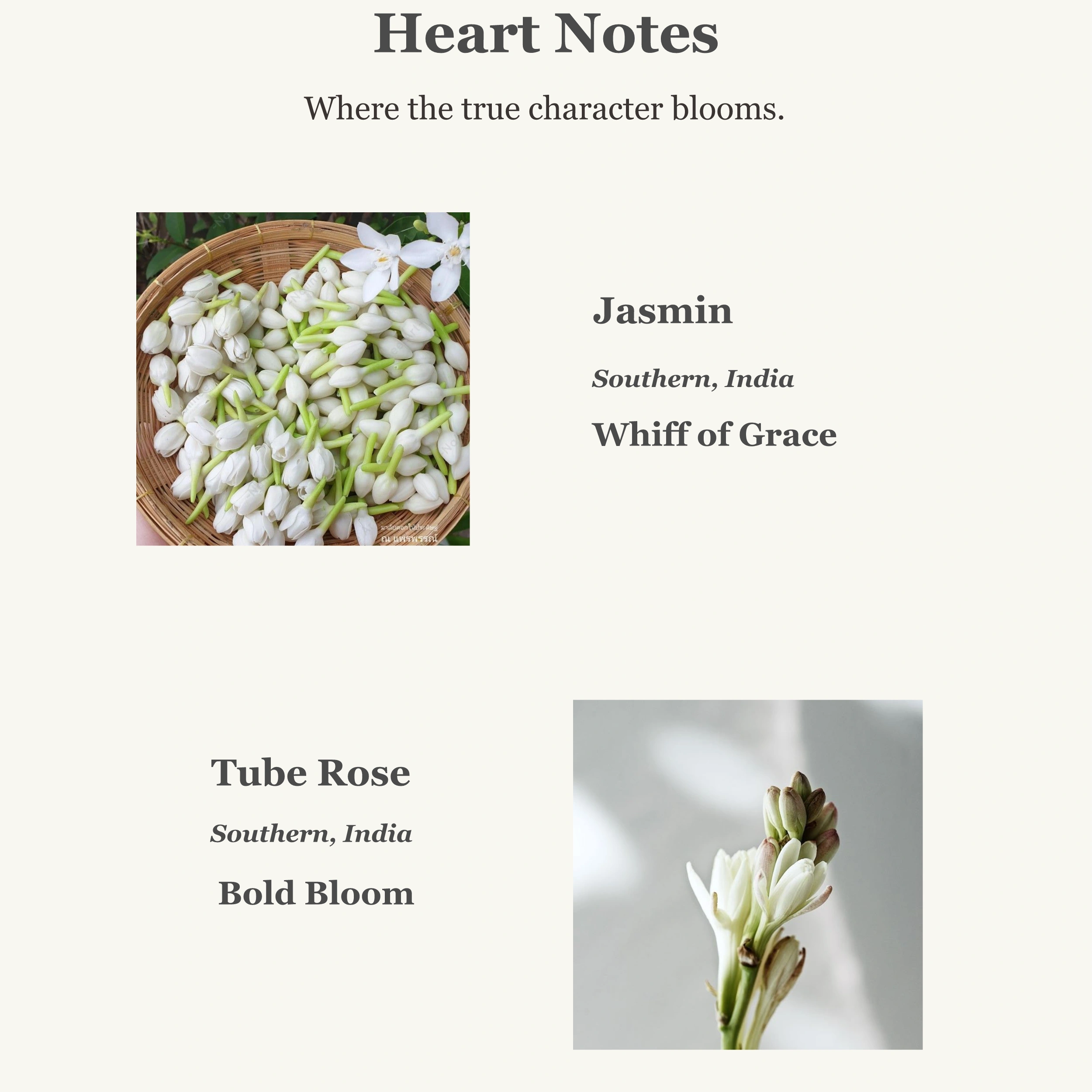 Heart Notes fragrance collection showcasing Jasmin and Tube Rose flowers from Southern India.